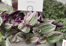 Nanouk of Dümmen Orange.